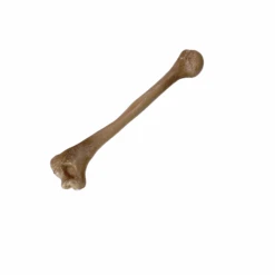 Realistic Lightweight Rigid Foam Humerus Prop(Realistic Lightweight Rigid Foam Humerus Prop) 13 Realistic Lightweight Rigid Foam Humerus Prop(Realistic Lightweight Rigid Foam Humerus Prop) -Newrulefx Store 7ee00b9a 6e01 4f26 9f42 f2ac4bd23660