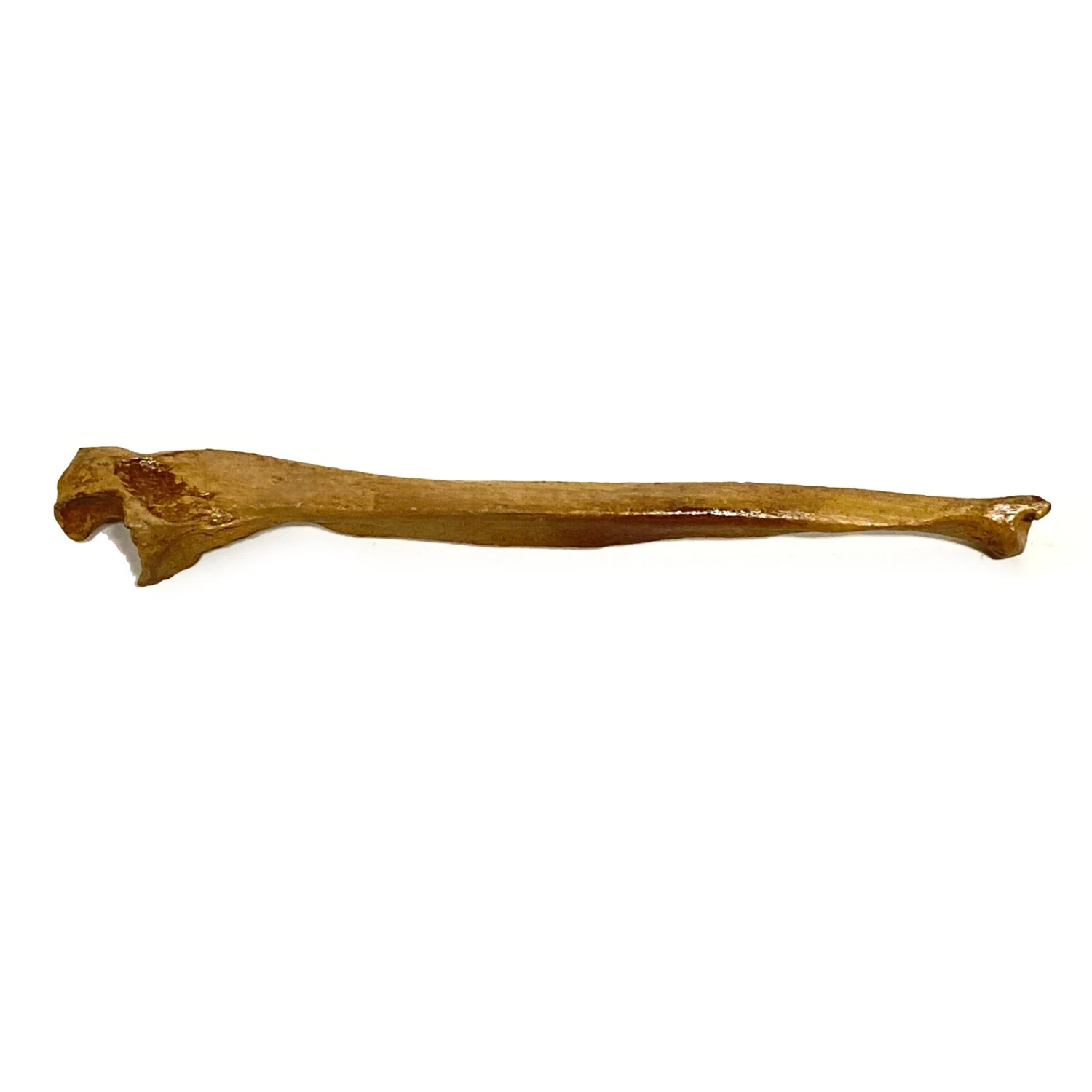 Realistic Ulna Bone Lightweight Rigid Foam - Clean(Newrulefx Brand Realistic Ulna Bone Lightweight Rigid Foam Clean) 5 Realistic Ulna Bone Lightweight Rigid Foam - Clean(Newrulefx Brand Realistic Ulna Bone Lightweight Rigid Foam Clean) - Image 3