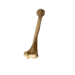 Realistic Lightweight Rigid Foam Humerus Prop(Realistic Lightweight Rigid Foam Humerus Prop) 14 Realistic Lightweight Rigid Foam Humerus Prop(Realistic Lightweight Rigid Foam Humerus Prop) -Newrulefx Store 8d534cbd 7a06 478e a8d5 2fd5e4816fa3