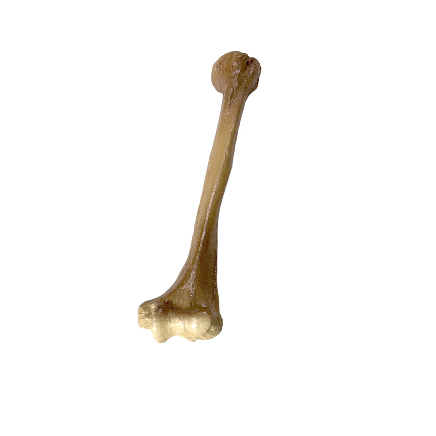 Realistic Lightweight Rigid Foam Humerus Prop(Realistic Lightweight Rigid Foam Humerus Prop) 6 Realistic Lightweight Rigid Foam Humerus Prop(Realistic Lightweight Rigid Foam Humerus Prop) - Image 4