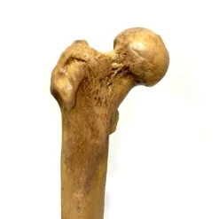 Femur Bone Special Effects Prop Clean(Newrulefx Femur Bone Special Effects Prop Clean) 9 Femur Bone Special Effects Prop Clean(Newrulefx Femur Bone Special Effects Prop Clean) -Newrulefx Store 9a85b0cb d946 4022 a468 16e88b6557b2 62eeb042 a848 4ebc 8dae ff4e39c2b2f5