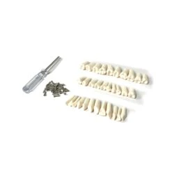 Plastic Prop Teeth With Post And Screws 32.pcs(Plastic Prop Teeth With Post And Screws 32 Pcs) -Newrulefx Store FXTEETH003TeethwithPostwithScrews