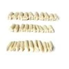 Plastic Prop Teeth With Post And Screws 32.pcs(Plastic Prop Teeth With Post And Screws 32 Pcs)