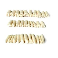 Plastic Prop Teeth With Post And Screws 32.pcs(Plastic Prop Teeth With Post And Screws 32 Pcs)