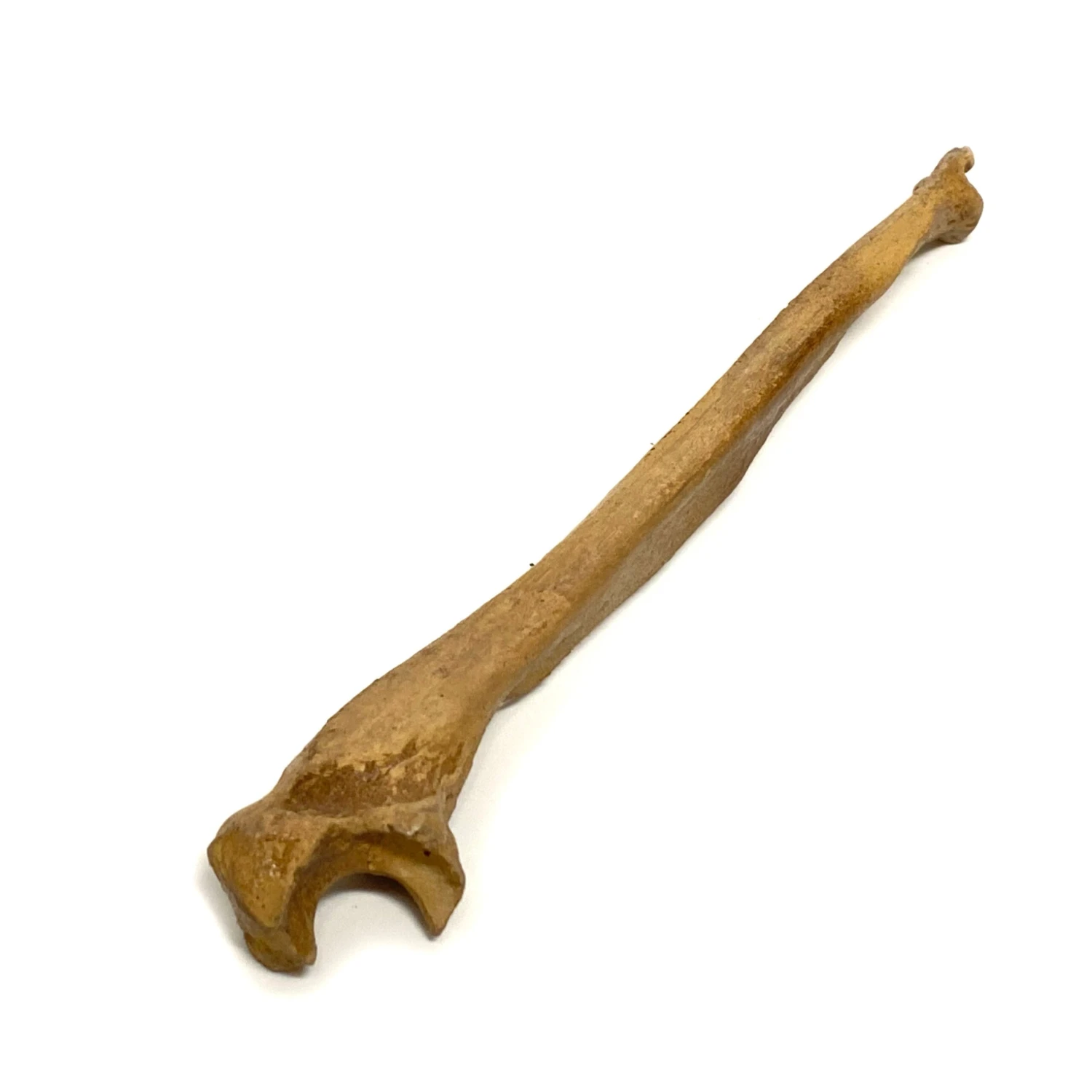 Realistic Ulna Bone Lightweight Rigid Foam - Clean(Newrulefx Brand Realistic Ulna Bone Lightweight Rigid Foam Clean) 3 Realistic Ulna Bone Lightweight Rigid Foam - Clean(Newrulefx Brand Realistic Ulna Bone Lightweight Rigid Foam Clean)