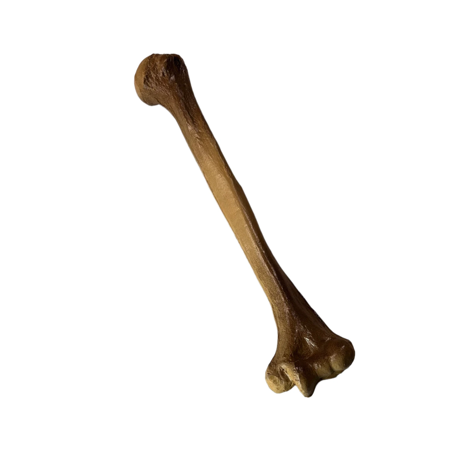 Realistic Lightweight Rigid Foam Humerus Prop(Realistic Lightweight Rigid Foam Humerus Prop) 7 Realistic Lightweight Rigid Foam Humerus Prop(Realistic Lightweight Rigid Foam Humerus Prop) - Image 5