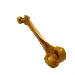 Femur Bone Special Effects Prop Clean(Newrulefx Femur Bone Special Effects Prop Clean) 8 Femur Bone Special Effects Prop Clean(Newrulefx Femur Bone Special Effects Prop Clean) -Newrulefx Store d1e99ee7 e621 4650 9a3f f2451e0fa495 3bdecd85 6a60 4f16 a5da c6757be29cf9