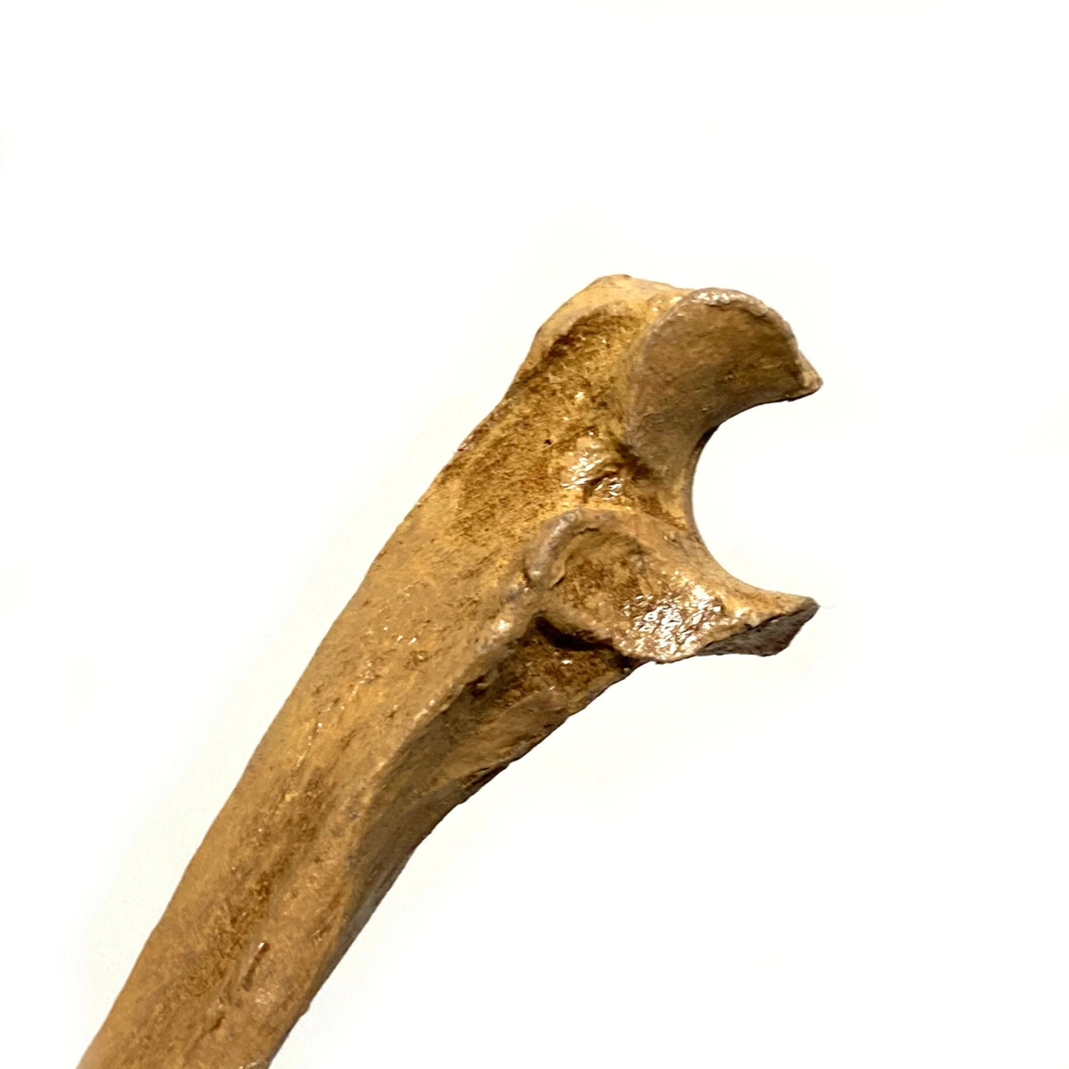 Realistic Ulna Bone Lightweight Rigid Foam - Clean(Newrulefx Brand Realistic Ulna Bone Lightweight Rigid Foam Clean) 6 Realistic Ulna Bone Lightweight Rigid Foam - Clean(Newrulefx Brand Realistic Ulna Bone Lightweight Rigid Foam Clean) - Image 4