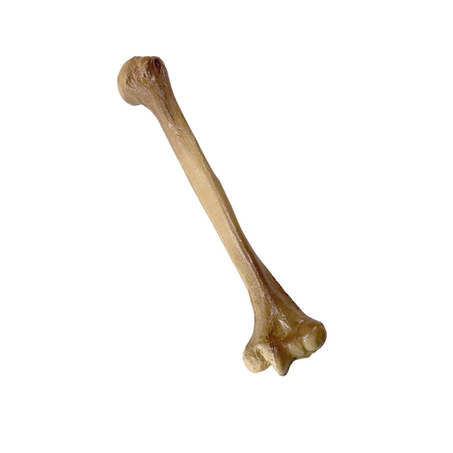 Realistic Lightweight Rigid Foam Humerus Prop(Realistic Lightweight Rigid Foam Humerus Prop) 3 Realistic Lightweight Rigid Foam Humerus Prop(Realistic Lightweight Rigid Foam Humerus Prop)
