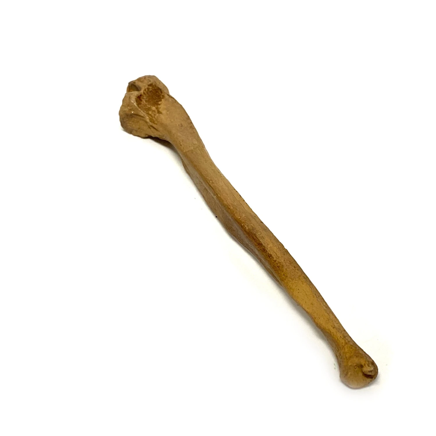 Realistic Ulna Bone Lightweight Rigid Foam - Clean(Newrulefx Brand Realistic Ulna Bone Lightweight Rigid Foam Clean) 4 Realistic Ulna Bone Lightweight Rigid Foam - Clean(Newrulefx Brand Realistic Ulna Bone Lightweight Rigid Foam Clean) - Image 2